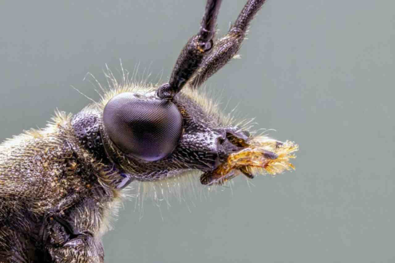 blatte scarafaggi