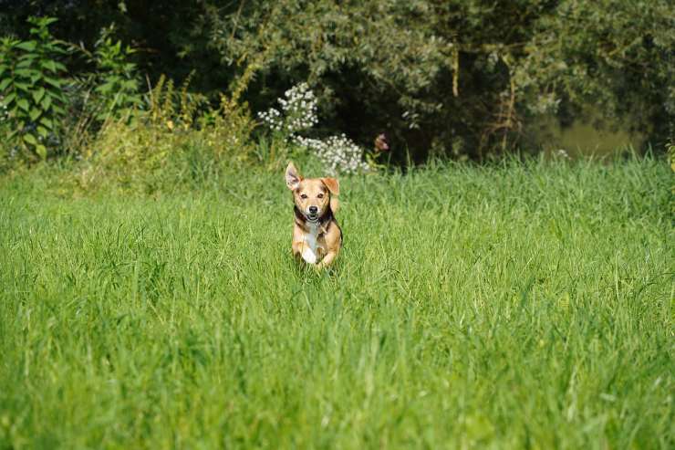 cane iperattivo