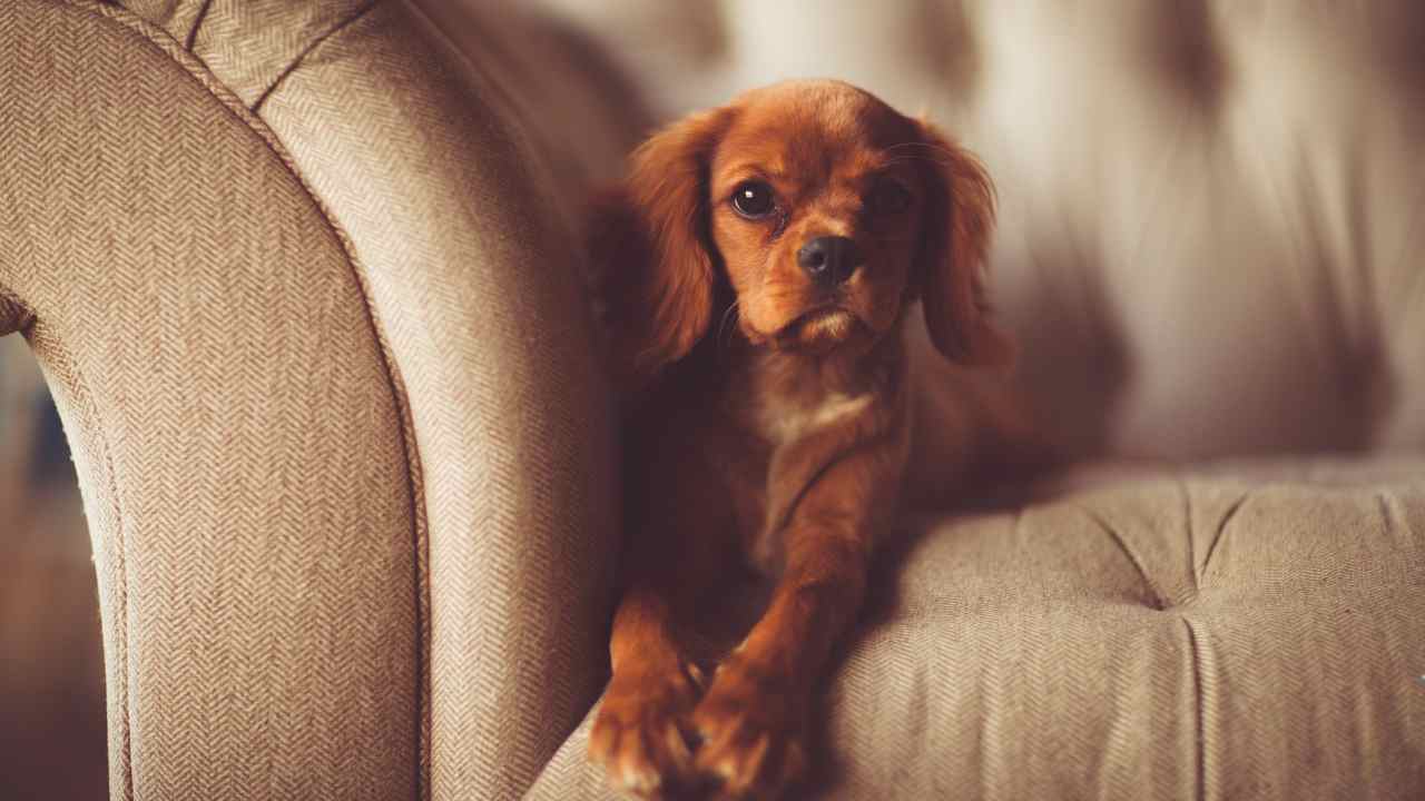 pipì del cane sul divano