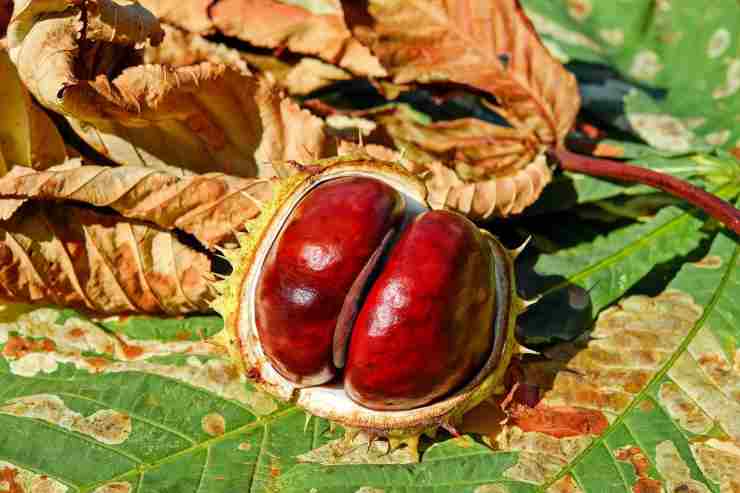 castagne