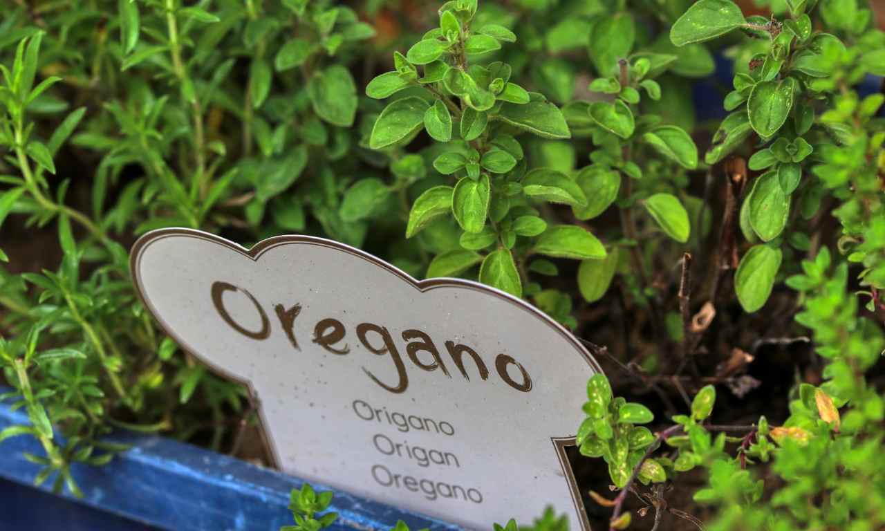 origano maggiorana