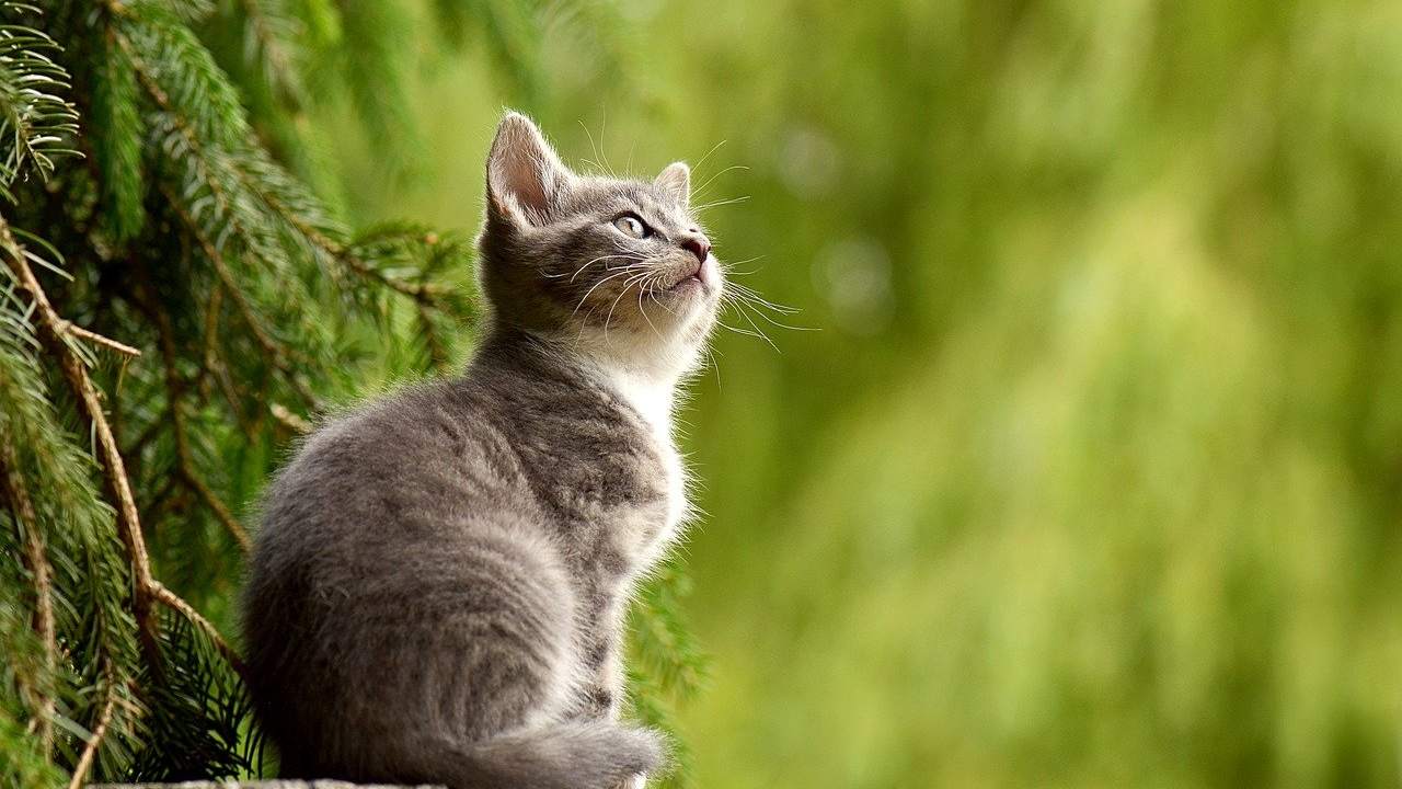 cucciolo di gatto