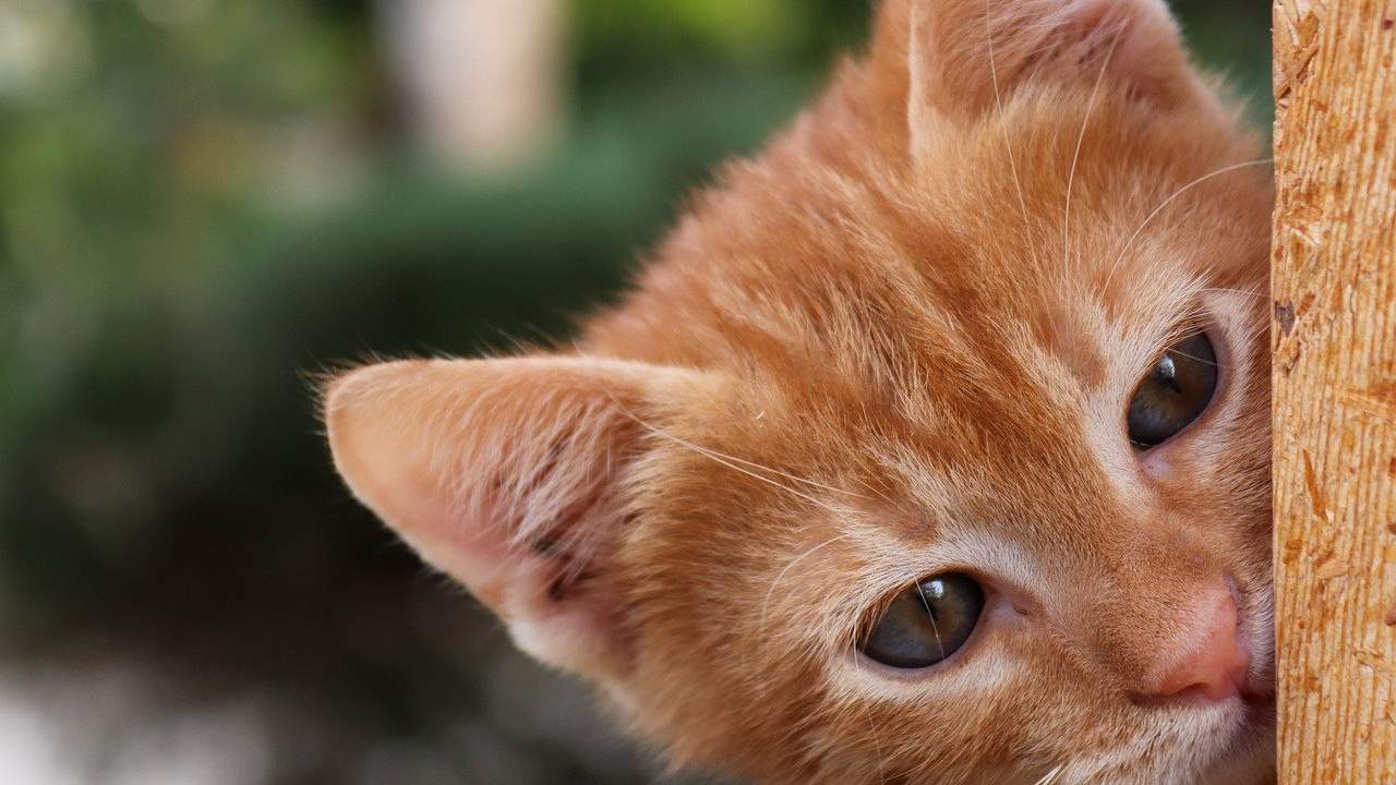 La stanza che un gatto preferisce