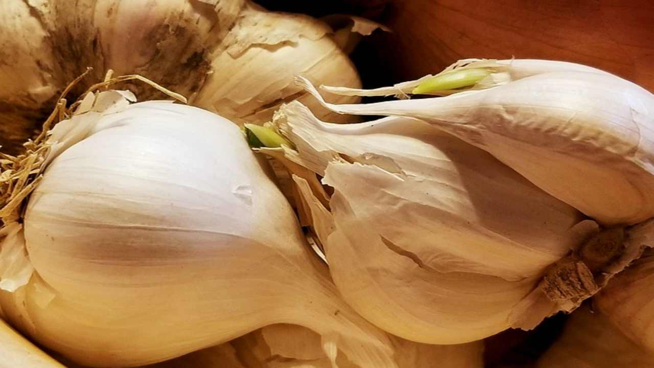 conservare aglio