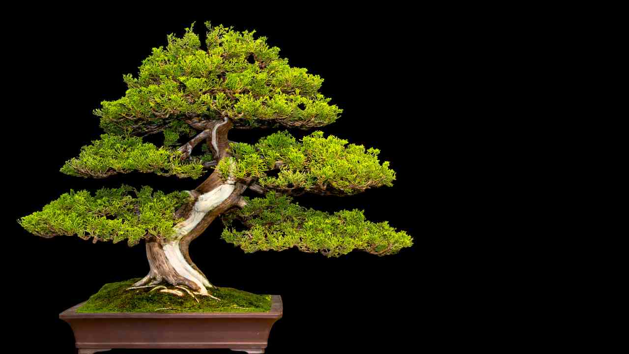 bonsai