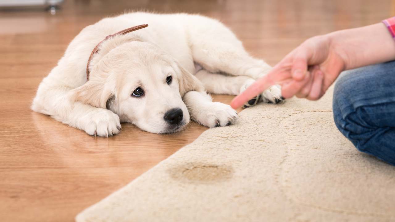 cane pipì tappeto