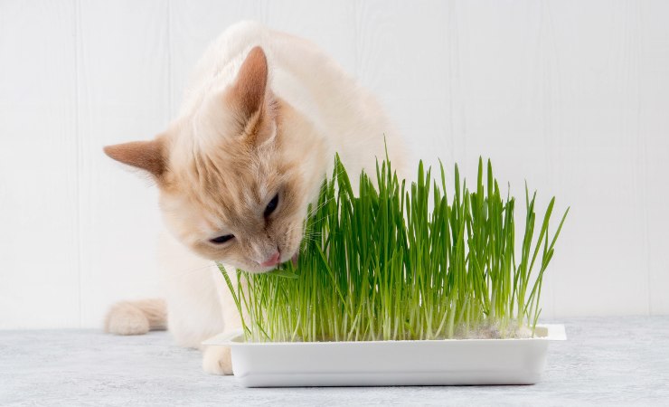 gatto rovina piante
