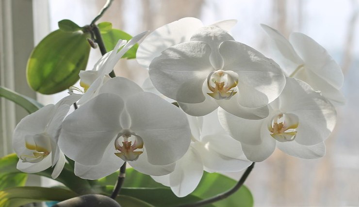 orchidea