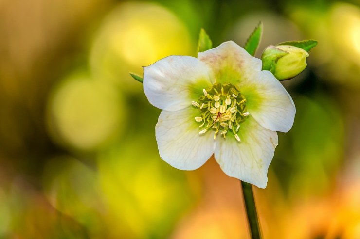 fiori novembre