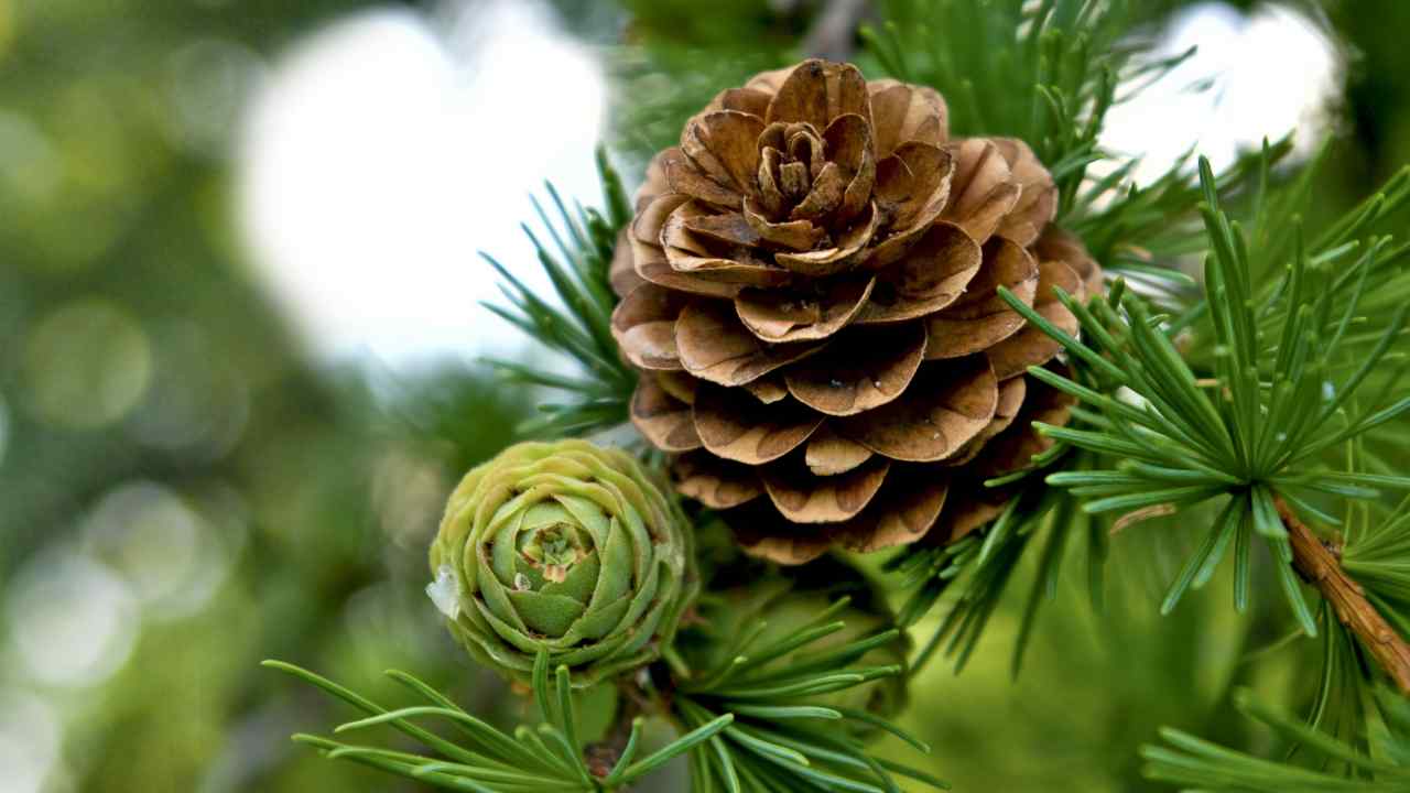 pigna decorazione Natale