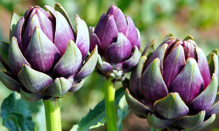 I tortini ai carciofi con ricotta