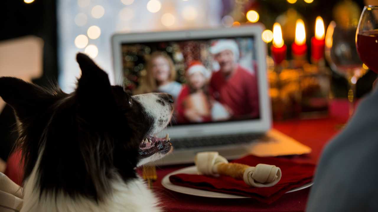 Natale regalo cane