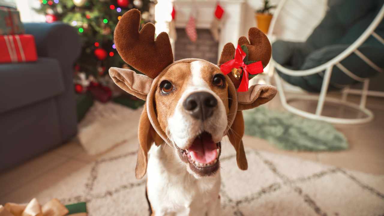 regalino Natale cane