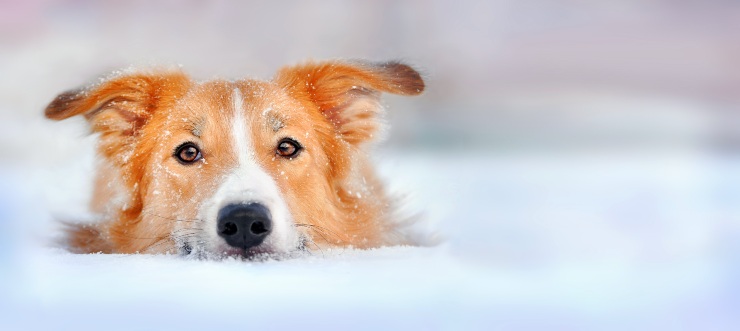 natale cosa regalare cane