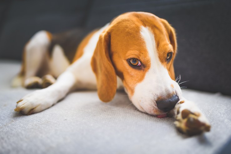 patologia cane segnale