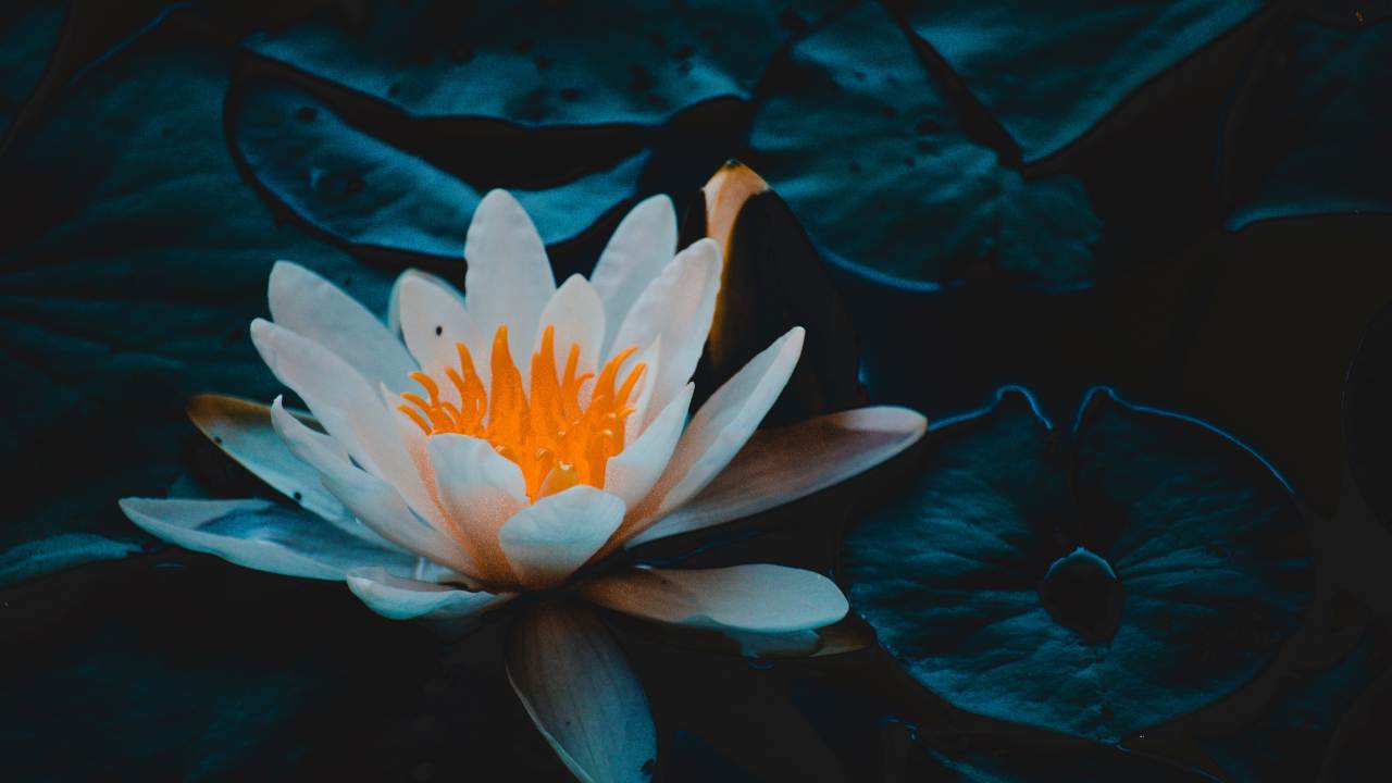 significato del fiore di loto