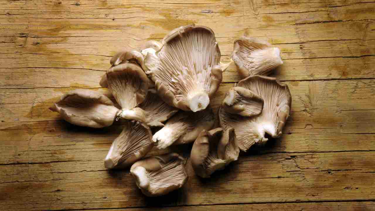 contorno di funghi pleurotus