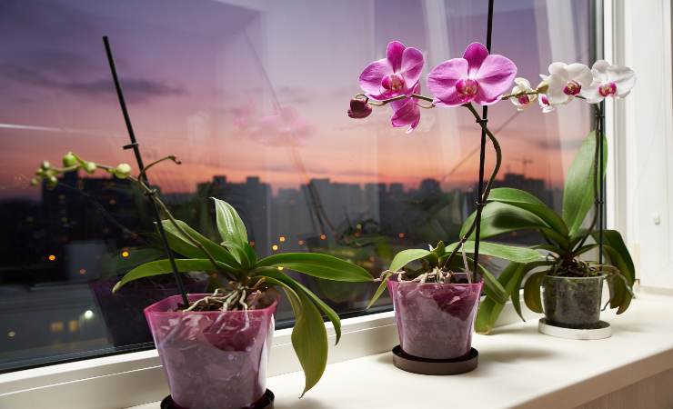 orchidea appassendo