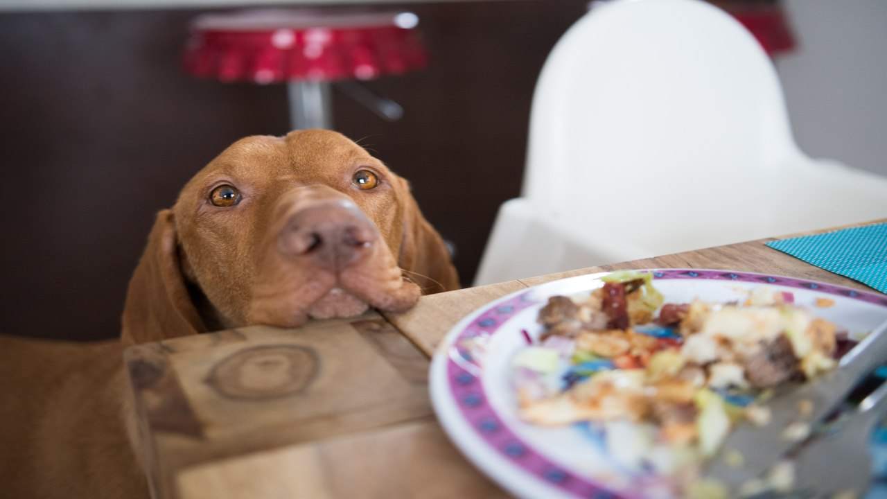 cibi nocivi per cane