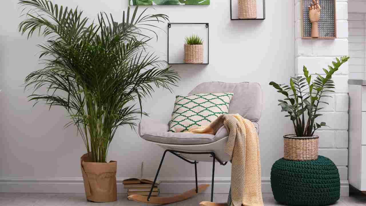 piante semplici casa