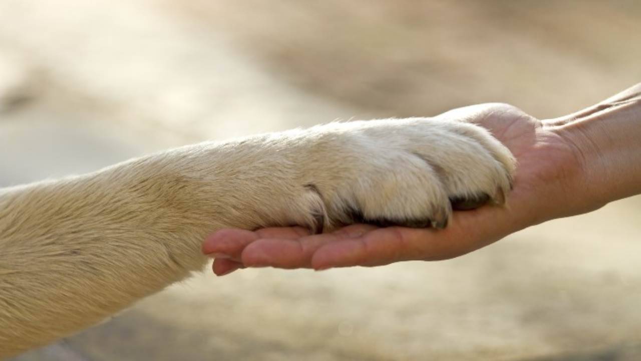 insegnare al cane comando zampa