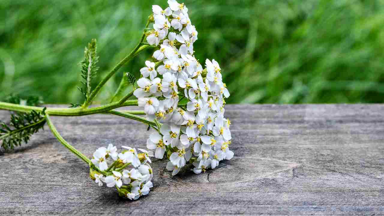 achillea proprietà pianta