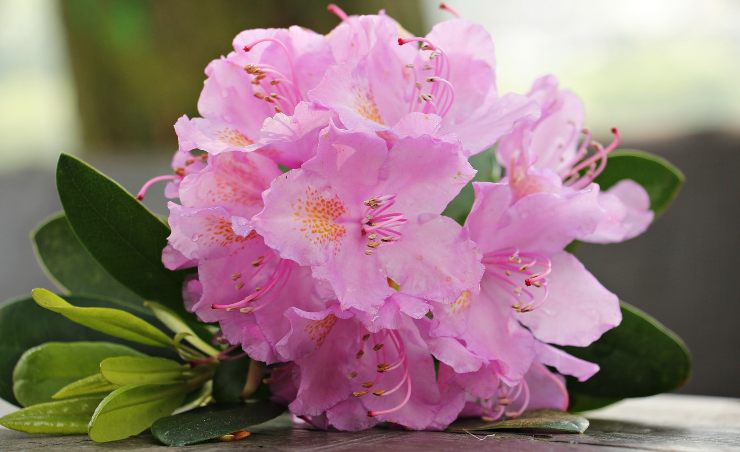 coltivare azalea