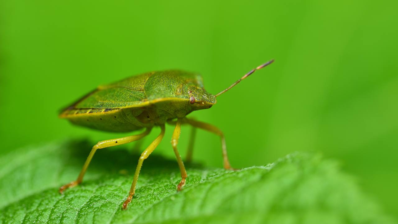 cimici rimedio naturale