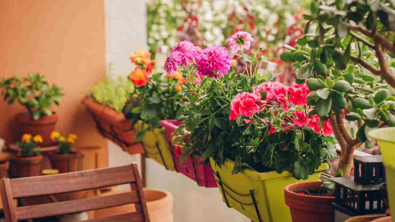 balcone fiorito marzo