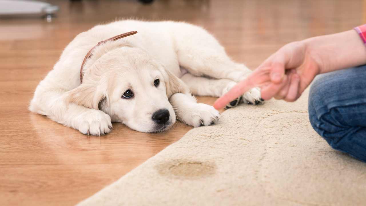 odore pipì cane