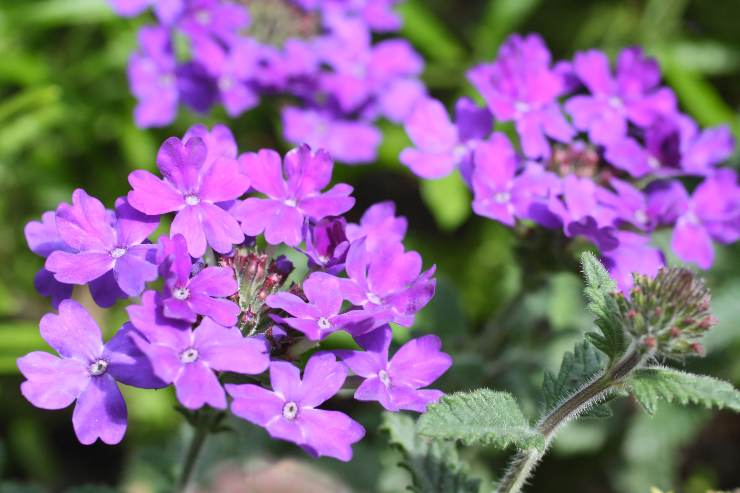 coltivare verbena