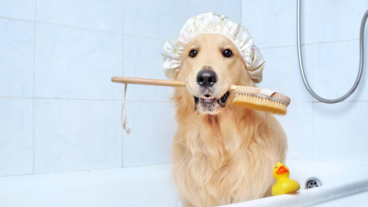 shampoo per cani faidate