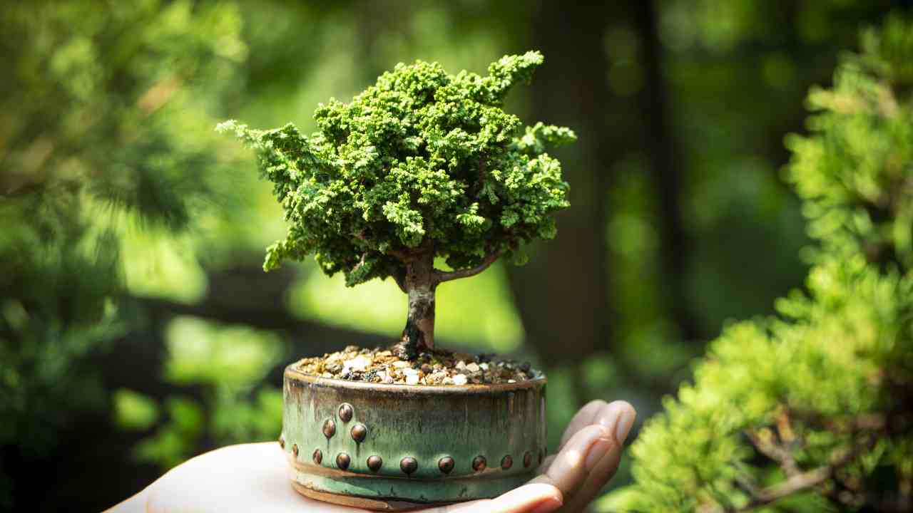 curare bonsai