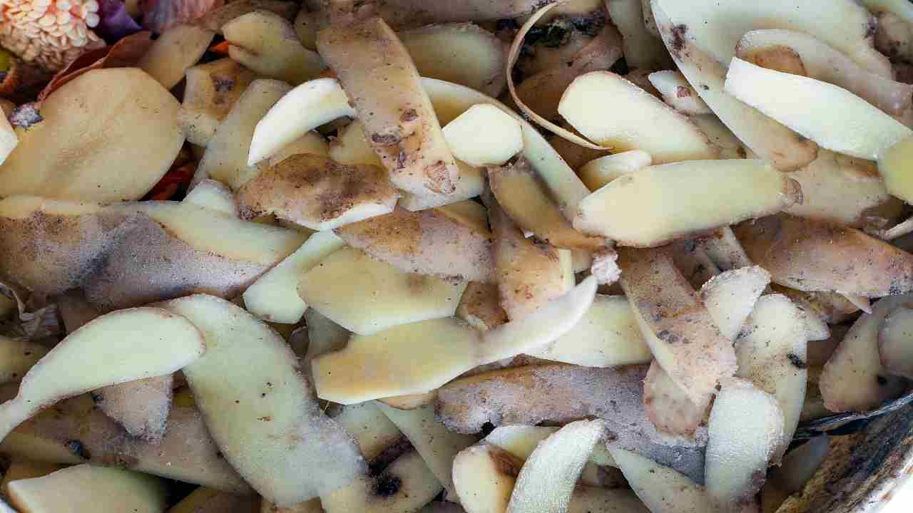 bucce patate