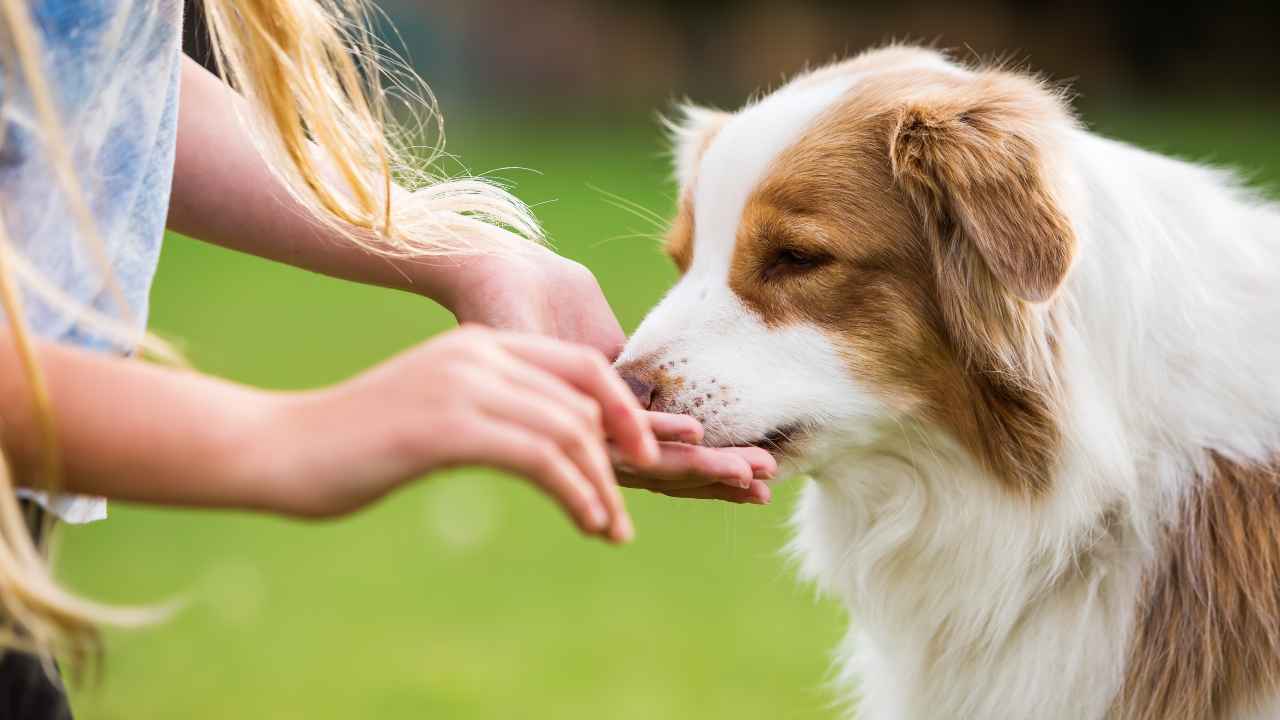 cane mangia erba