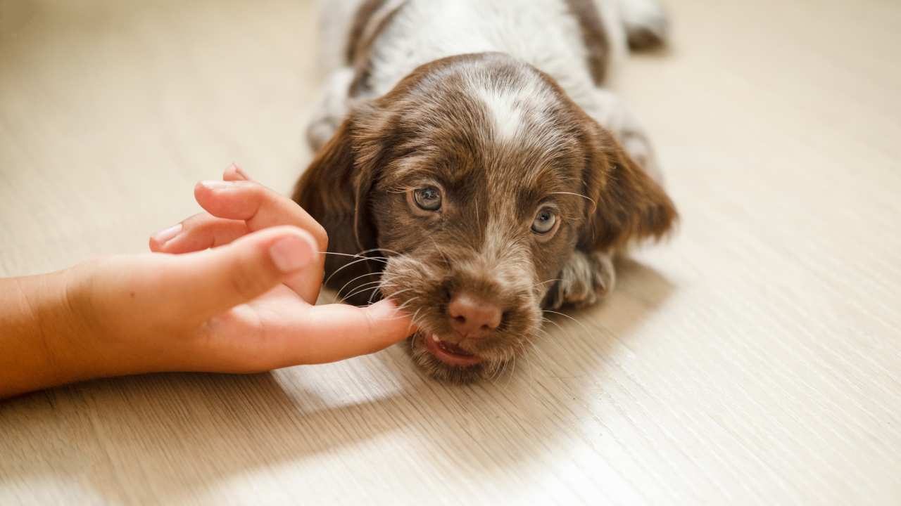 cane mordere mani