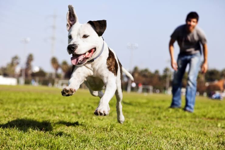 perché cane mangia erba