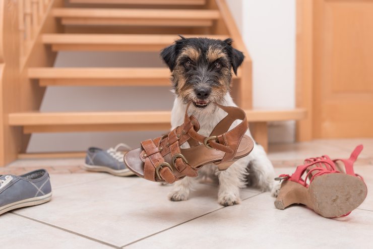 evitare pipì cane in casa