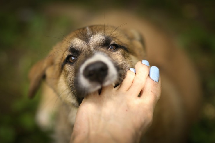 cane che morde le mani