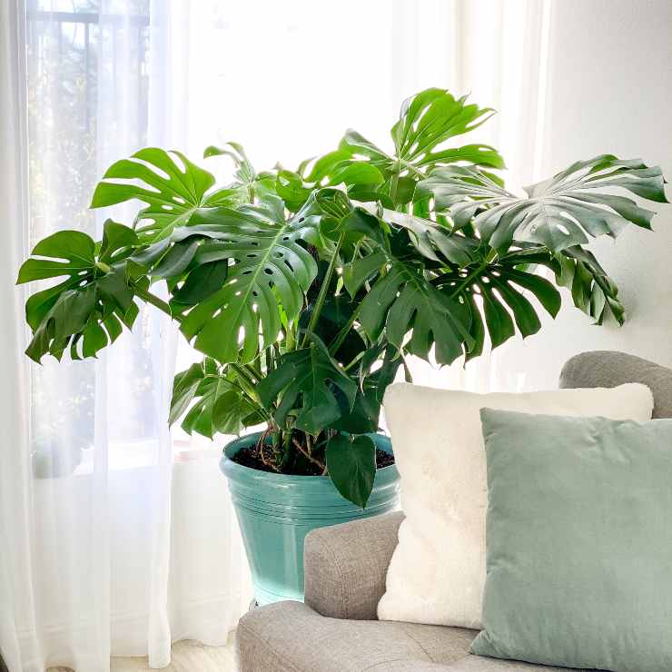 coltivare monstera