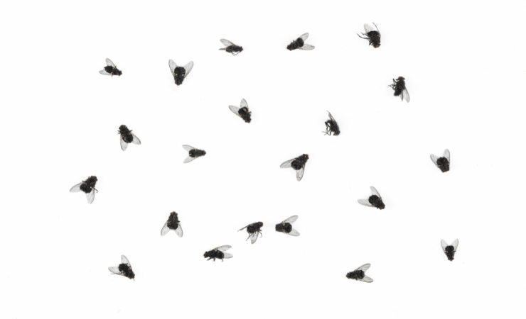foglio carta mosche zanzare
