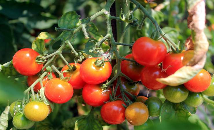 pianta pomodoro