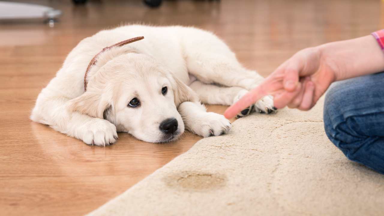 cane pipì in casa