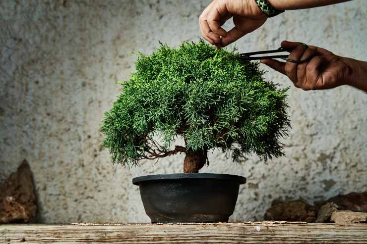 come curare bonsai
