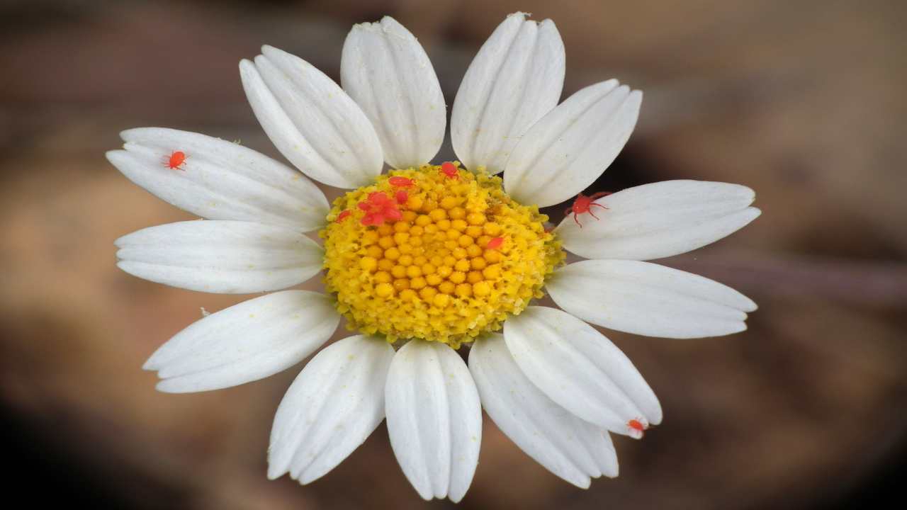 ragnetti fiore