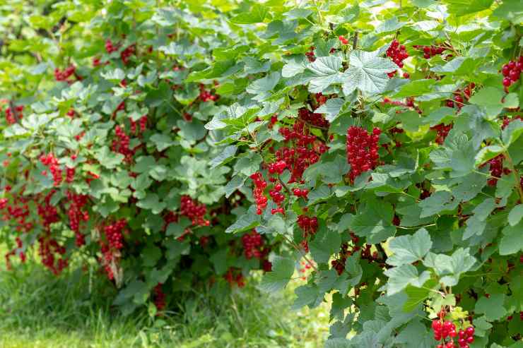 ribes