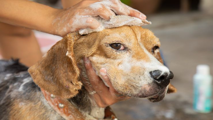 come fare bagno al cane