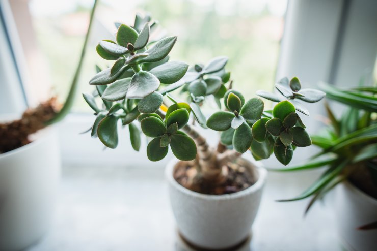 cura della crassula