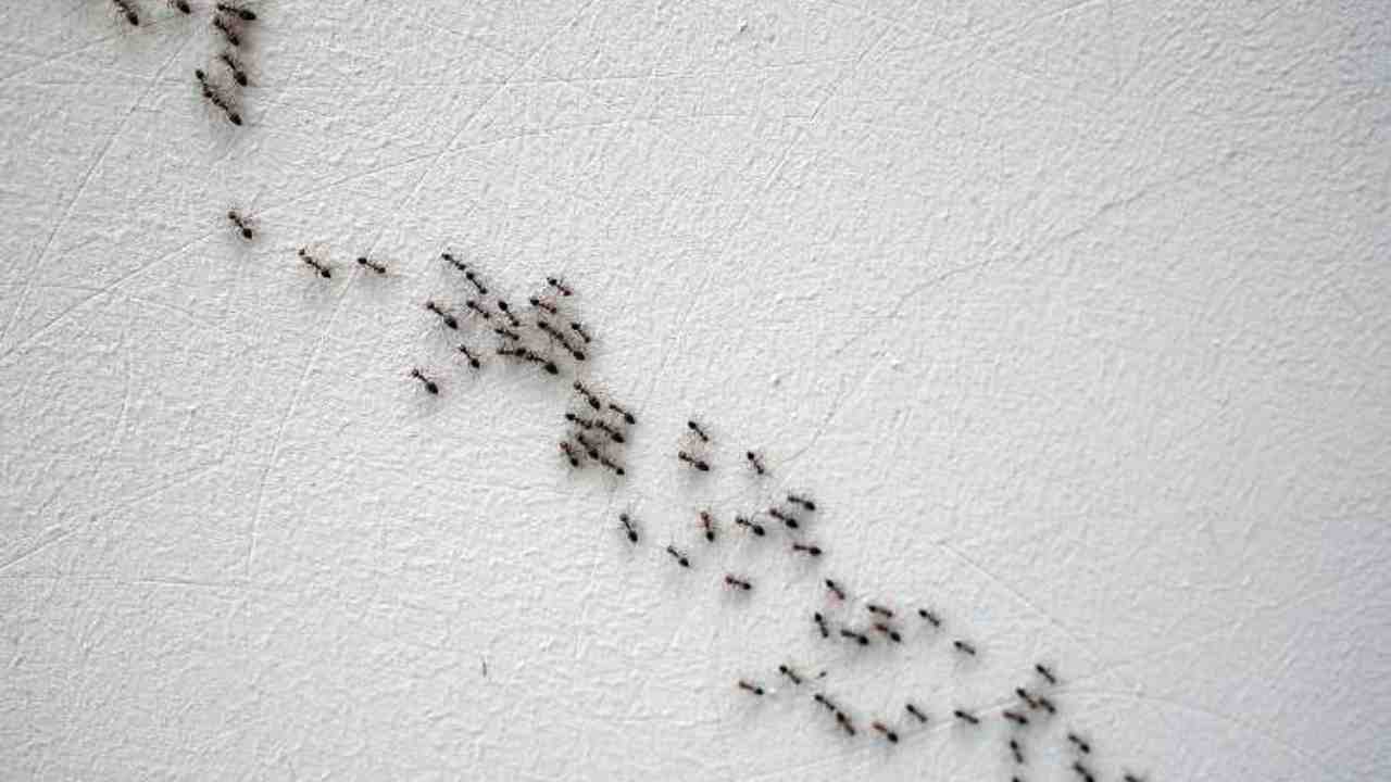 tenere lontane formiche
