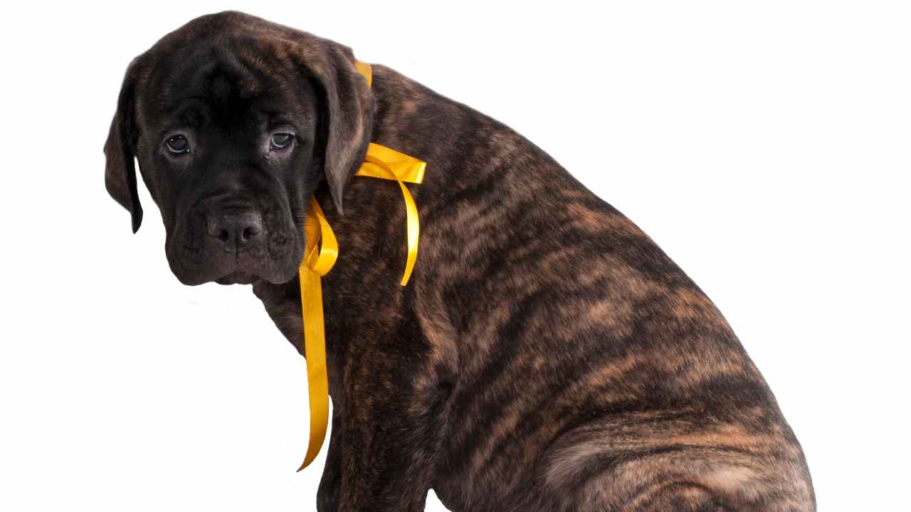 fiocco giallo cane